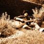 Tom Muir Photo 12