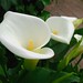 Lily To Photo 13