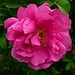 Rosa Thompson Photo 15