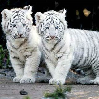 Mohammad Alam Photo 41