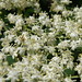 Ana Blume Photo 10