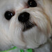 Toby Jackson Photo 39