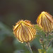 Albert Stevenson Photo 32