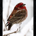 Bruce Finch Photo 7