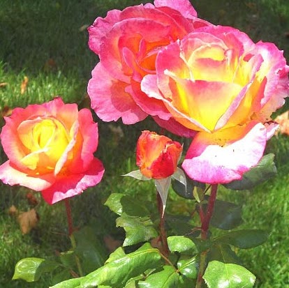 Linda Robb Photo 25
