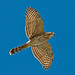 Linda Long Photo 36