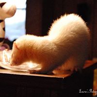 Nick Schramm Photo 11