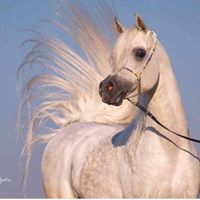 Maryam Hariri Photo 4