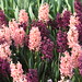 Hyacinth Francis Photo 14