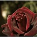 Rose Castellano Photo 13
