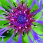 Gayle Evans Photo 17
