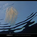 Paul Combs Photo 36