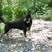 Chester Shepherd Photo 6