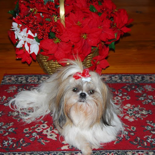 Darlene Labrecque Photo 12