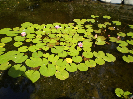 Shelly Wood Photo 38