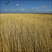 Reed Reed Photo 18