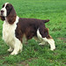 Mary Springer Photo 24