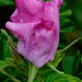Sharon Parker Photo 10