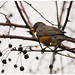 Robin Pugh Photo 13