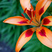 Regina Lilly Photo 15