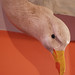 Robin Herring Photo 16