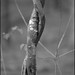 Lisa Vines Photo 38