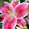 Kimberly Price Photo 25