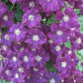 Linda Denton Photo 7