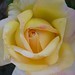 Rosalee Rose Photo 14