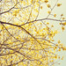 Hazel Branch Photo 6