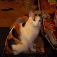 Deborah Wooten Photo 23