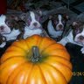 Laurie Turner Photo 32