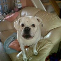 Willis Paul Photo 5