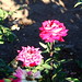 Rose Cline Photo 28