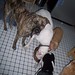 Diane Summers Photo 21