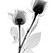 Rose Ray Photo 37