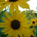 Susan Grow Photo 23