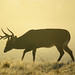 Buck Campbell Photo 12