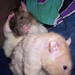 Bert Combs Photo 11