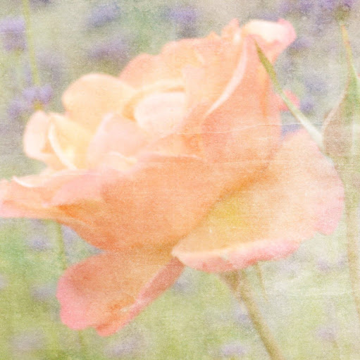 Patricia Sanders Photo 33
