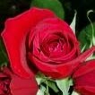 Mary Rao Photo 19
