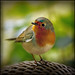 Robin Hopkins Photo 9