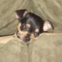 Victoria Hartwell Photo 16