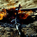 Sandra Flaming Photo 5