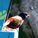 Debra Wing Photo 12