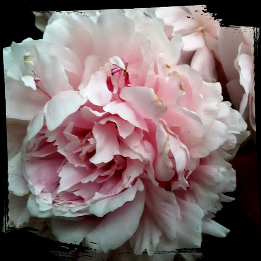 Elizabeth Larue Photo 29