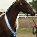Shelly Siegel Photo 12