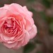 Roger Flowers Photo 7