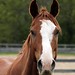 Leslie Chestnut Photo 8