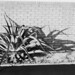 Vera Walls Photo 11